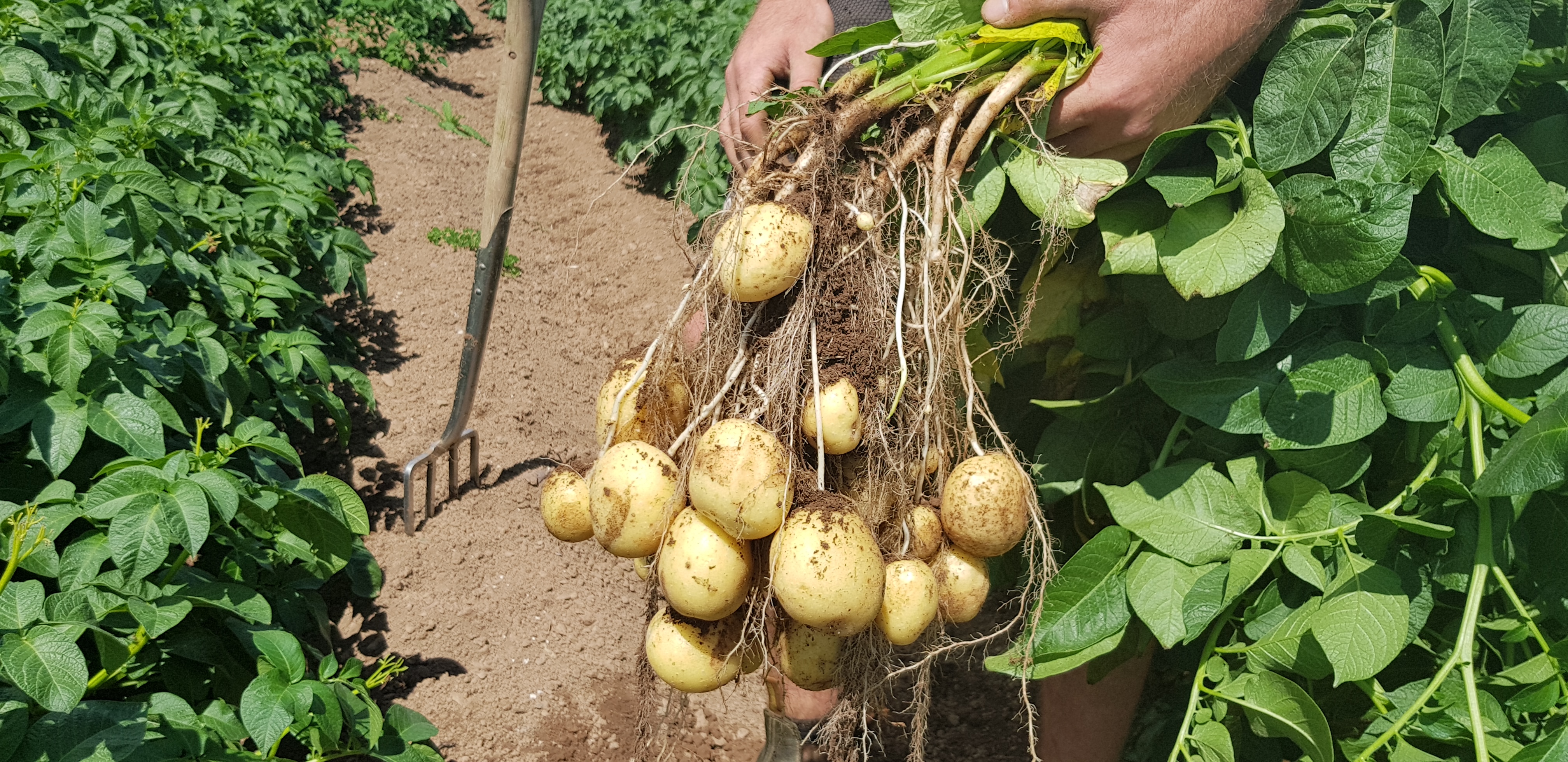 Lovely sample of pre-harvest potatoes